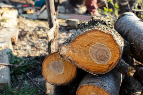 Best Tree Mulching  in Friendship Heights Village, MD