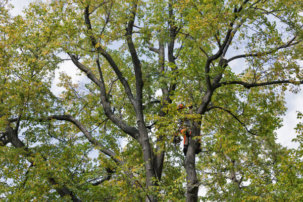 Best Tree Risk Assessment  in Friendship Heights Village, MD